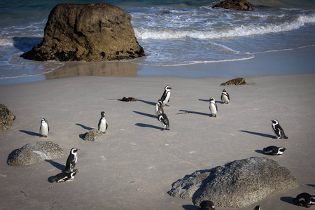 企鹅的南非石头滩