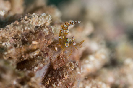 软珊瑚的虾