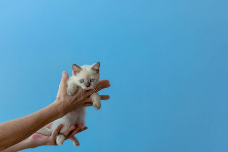 苏格兰直品种在女人手里的小猫