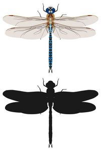 蓝蜻蜓和它的轮廓，顶视图。矢量图