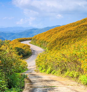 道路和美丽的花朵