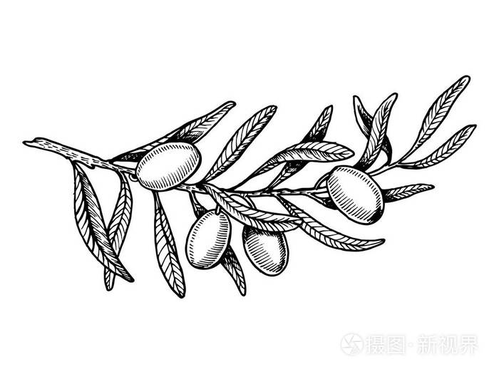 橄榄枝雕刻风格矢量图