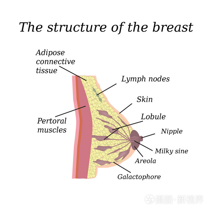 the anatomical structure of the breast. on isolated background.