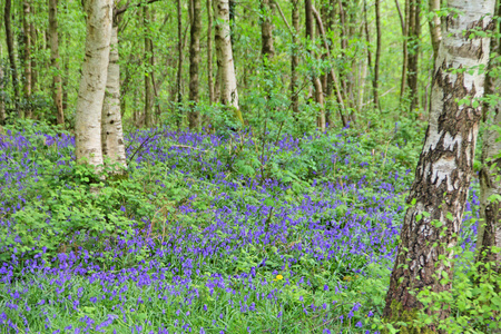蓝铃花在春天森林
