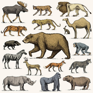 大猩猩 驼鹿或欧亚麋鹿 骆驼和鹿，犀牛。野兔 狼和熊，狮子和老虎刻手绘在旧的素描样式。从世界设置老式的野生动物。侧视图
