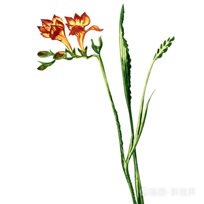美丽小苍兰花孤立水彩画