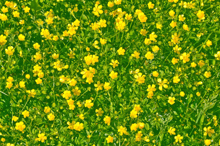 与毛茛属植物的黄色多姿多彩的领域鲜花草甸与