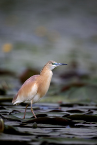 ardeola ralloides squacco 苍鹭