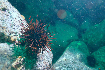 海底的海胆水下照片, 令人惊叹的海洋动物