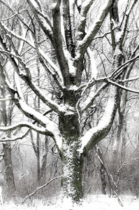 冬季公园的树木