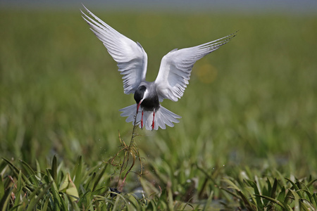 胡子与眼镜燕鸥，chlidonias 叶菊