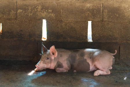 组的猪睡在农场吃