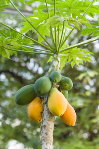 黄色和绿色的芒果果实挂在树上