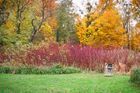 五颜六色的树叶秋天公园里的蜜蜂的蜂巢