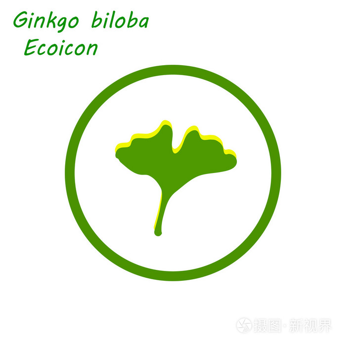 银杏叶传统化的叶子