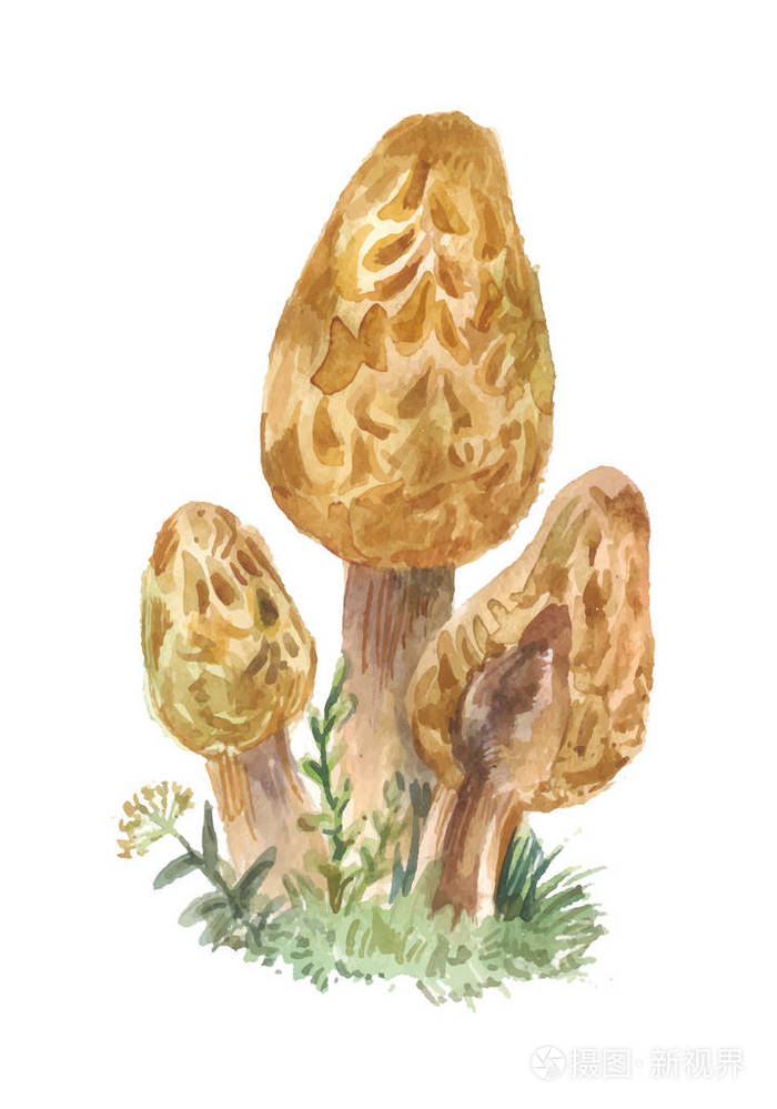 羊肚菌蘑菇图