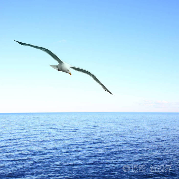 海鸥翱翔海