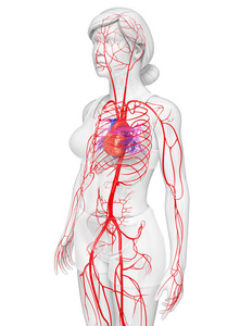 女性的动脉系统