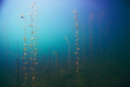 海底美丽的海藻图片