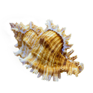 壳的默克斯 Saulii 或 Chicoreus Saulii