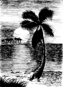 岛上的棕榈树