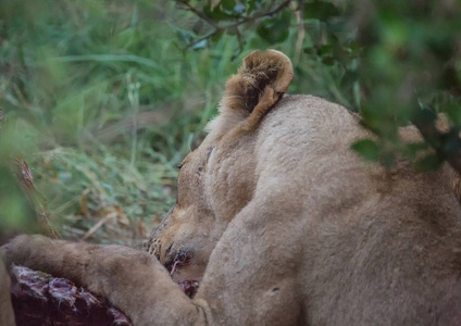 Afrion 狮子吃斑马在哈雷恩皇家国家公园