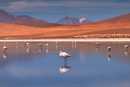 粉红色火烈鸟在泻湖科罗拉多，高原，玻利维亚