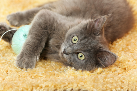 可爱的灰色小猫玩针织地毯在家里上的线程