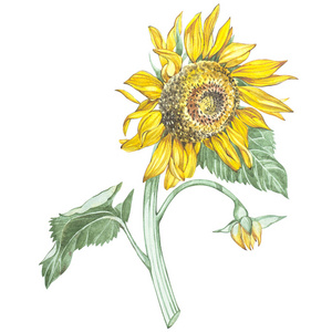 在水彩插图的向日葵。用花的花艺卡。植物插图