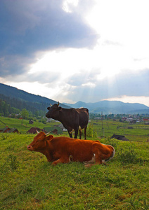 风景与母牛在乌克兰图片