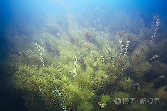 海底的绿色海藻