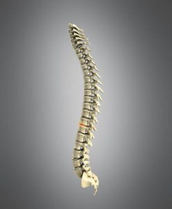 在灰色的背景上人体脊柱三维渲染