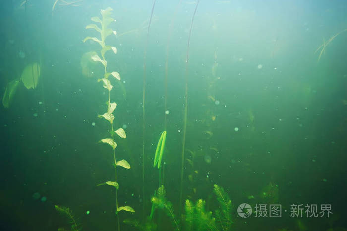海底的绿色海藻