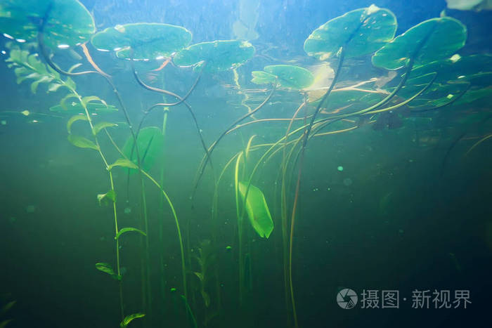 海底的绿色海藻