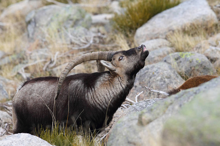 西班牙 ibex 季节