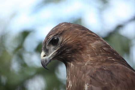 欧亚秃鹰Buteo Buteo