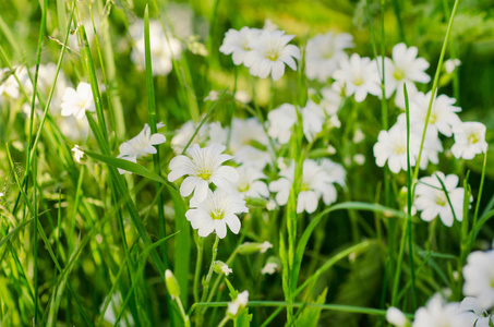 白色春天的花朵