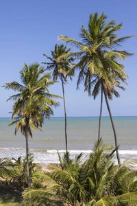 面朝大海，在夏天的海滩上的热带椰子棕榈树