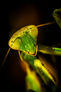 在绿叶上的螳螂