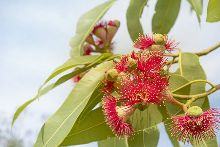 澳大利亚红色花桉树树
