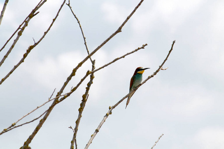 欧洲的食蜂鸟 Merops apiaster 坐在一根枯树枝上