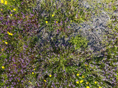 蒲公英的花朵。Lamium 象盛开在花园里