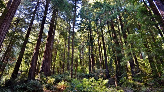 在穆尔森林红木树  国立公園San Francisco 州外