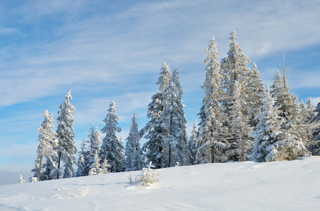 杉木林山区的雪下