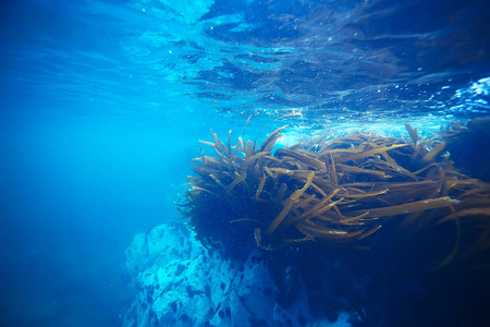 美丽的海带海藻