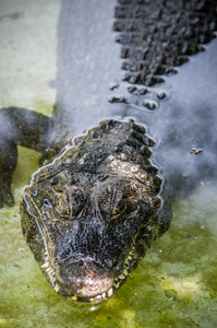 鳄鱼在水面上