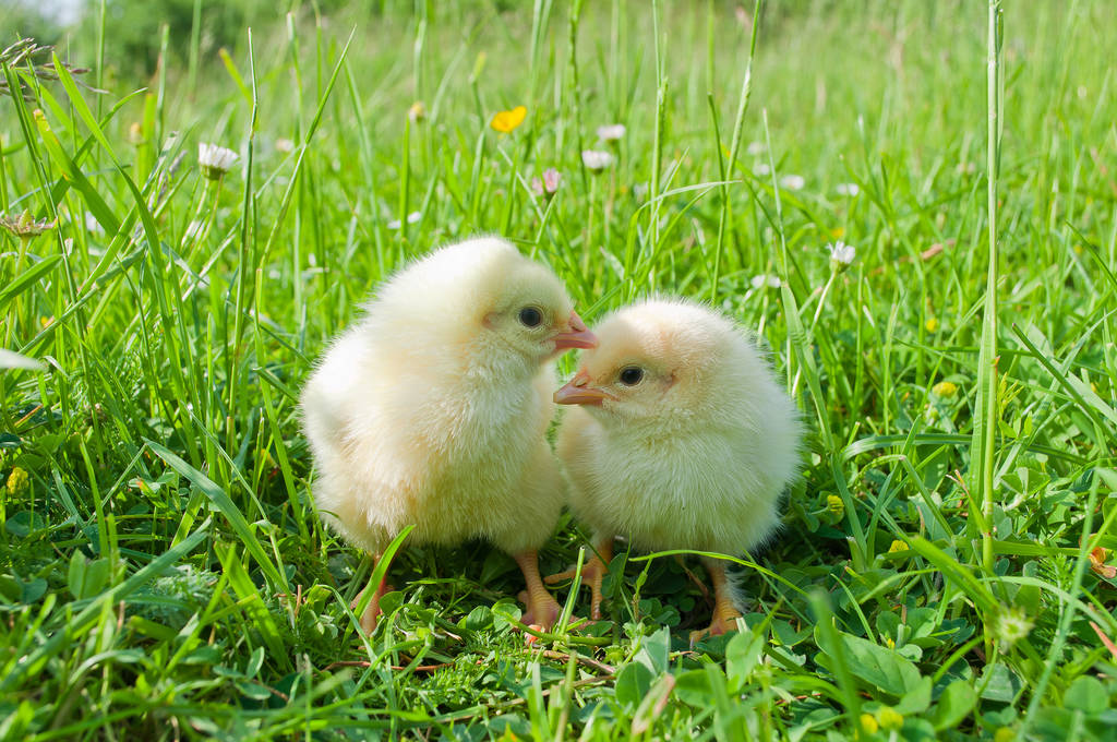 陕西：2025年第48周全省畜产品及饲料集市价格分析