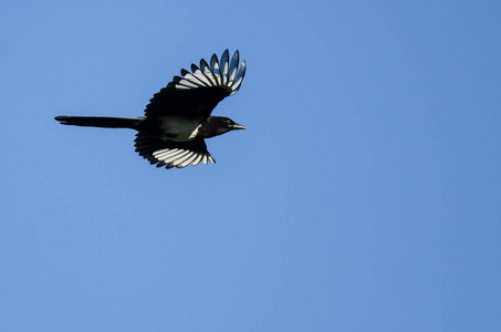 黑喜鹊在蓝色的天空中飞翔