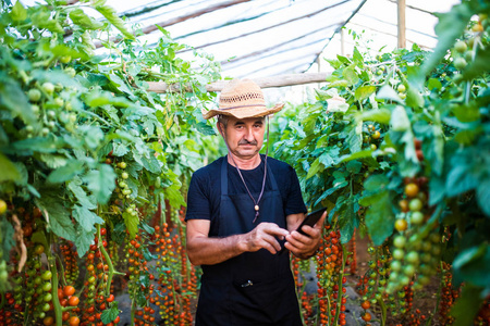 农民在温室番茄植株通过平板电脑在线检查