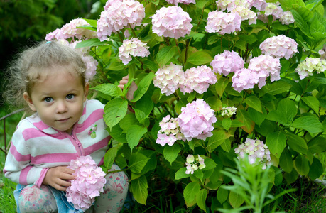 小女孩坐在一丛盛开的绣球下